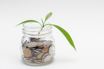 Sprout growing on glass piggy bank. Money concept