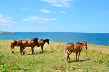 Brown Horses on a Green Meadow above the Sea 