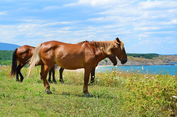 Brown Horses on a Green Meadow above the Sea 