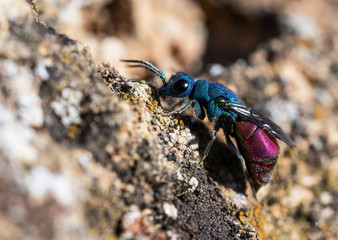 A colorful Cuckoo wasp (Chrysididae) on a rock.