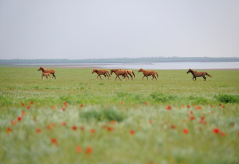 Herd of wild horses in the Rostov Nature Reserve - 336070618