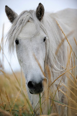 Portrait of a white yakutsk horse - 336070623