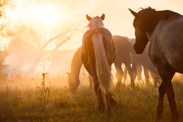 Free horses are in the meadow