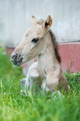 Portrait of a foal konik polski breed - 336070806