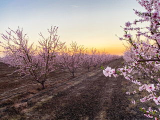 Obraz na płótnie Canvas Pink plum flower blossoms at sunset on Blossom Trail in Central Valley, California, with copy space