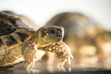 Tortue des Maures sur une table en inox