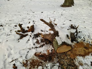 snowy winter forest in cloudy day