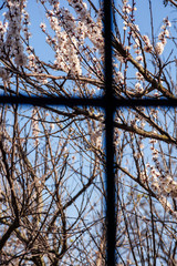 Obraz premium view out of the window. quarantine concept. covid-19 spring blossom banned, stay home