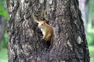 Squirrel on a tree in a city Park in summer