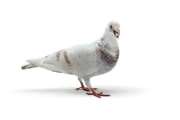 White pigeon on a white background.