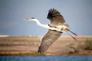 bird crane fly in the sky with wide spread wings