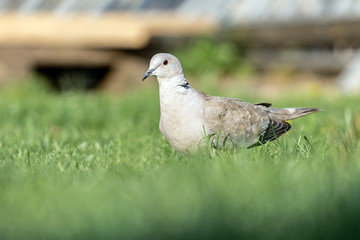 a pigeon in a garden on the grass