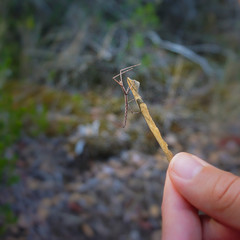 Little brown praying mantis on a dry leaf of a tree. Village of Julian on the Peljesac Peninsula, Croatia