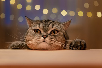 Scottish cat at home in the evening