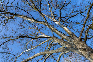 Bare plane tree trunk with branches and spring foliage.