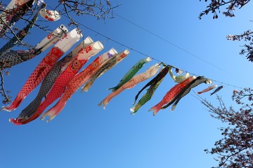 こいのぼり　春　青空　風景　