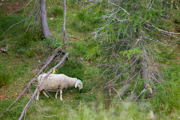 oveja pastando en un bosque. Paso Vršič, Alpes Julianos, Parque Nacional del Triglav, Eslovenia