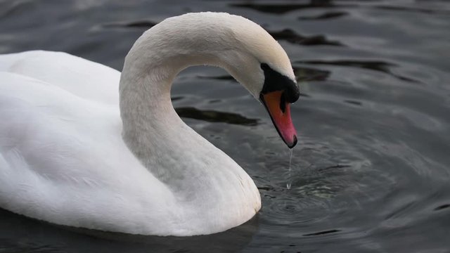 Slow Motion Swan in Lake Como