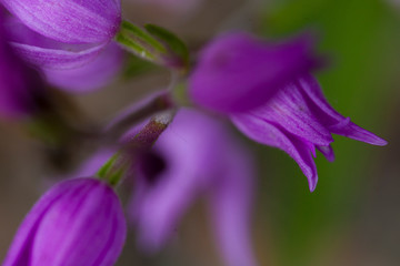 cephalanthera rubra