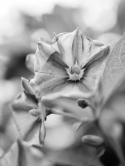 Fototapeta na wymiar Flower in black and white