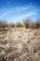 Fototapeta premium Wild, flowering bird cherry trees in the meadow. Dry grass in the foreground.