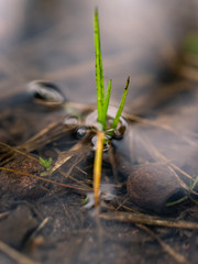 Grass in the pond