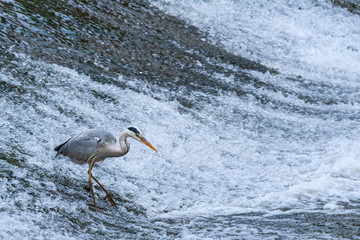 Ein Graureiher bei der Jagd auf Fische