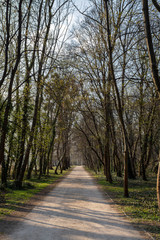 Fototapeta premium Walking path in the english garden of Tata, Hungary