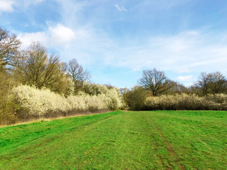 Field with Blackthorn blossom trees background in the English springtime. Epping forest
