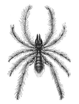 Forest spider (Galeodes araneoides) / Antique engraved illustration from Brockhaus Konversations-Lexikon 1908