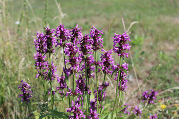 Blooming Betonica officinalis, common names betony, purple betony, common hedge nettle. Medicinal plants, herbs in the garden.Blurred background.
