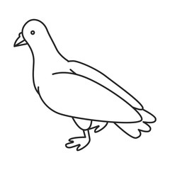 Pigeon vector icon.Outline vector icon isolated on white background pigeon.