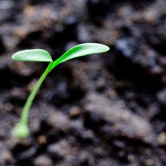 A young green cilantro sprout grows in black earth