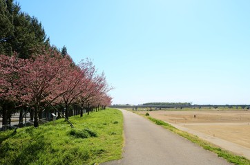 春　桜　道　風景　杤木