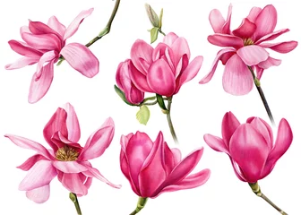 Fototapete Magnolie Aquarellblumen, rosa Magnolie auf einem isolierten weißen Hintergrund, Karten