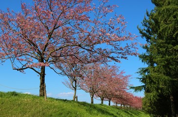 さくら　道　風景　杤木