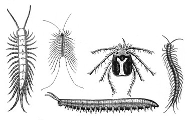 Centipede or Lithobius forficatus collage / Antique engraved illustration from Brockhaus Konversations-Lexikon 1908