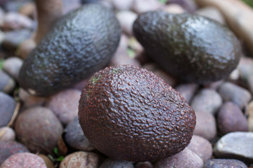 3 ripe avocaods outside on a pebble background