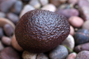 A solitary avocado on a bed of pebbles