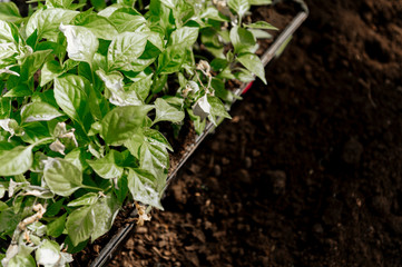 Greens growing in the garden greenhouse, lettuce, onions, radinsky, seedlings of vegetables.