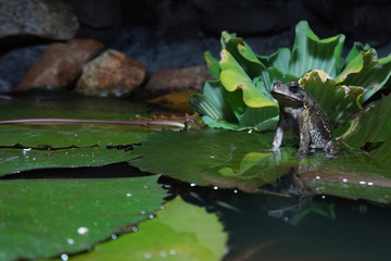 Duttaphrynus melanostictus is one of the common toads found in open areas along river banks. A toad resting at the waterlily pond.      