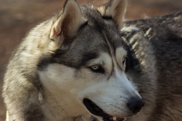 Obraz premium piękne niebieskie oczy Siberian husky