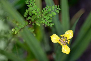 Yellow walking Iris near Kuranda in Tropical Nort Queensland, Australia