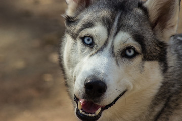 beautiful Siberian husky blue eyes