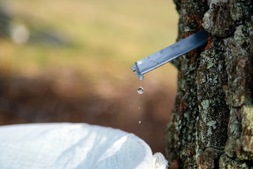 Close up of birch sap dripping into a bucket. Collecting silver birch juice in nature. Rural...