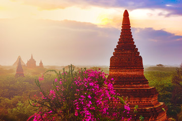 Bagan Myanmar Bougainvillea flowers and beautiful Stupa 