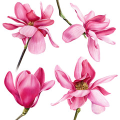 set of pink magnolia on an isolated white background, watercolor flowers