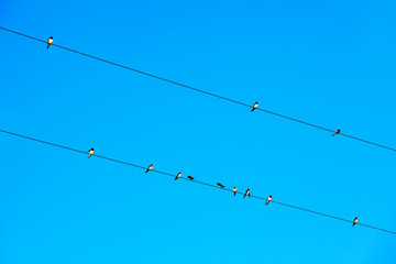 Bodmin Moor (England), UK - August 18, 2015: Birds on a line near Bodmin Moor country, Cornwall, England, United Kingdom.