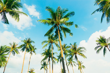Tropical palm tree with sun light on blue sky. Summer vacation and nature travel adventure concept. Coconut palm trees .