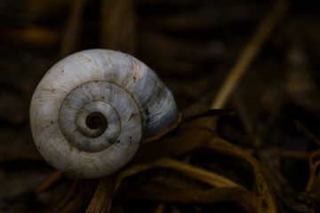 Snail macro photo. Snail in its natural habitat. Snails in the grass. Snail on the pavement. Snails in an urban environment. Snails in motion.